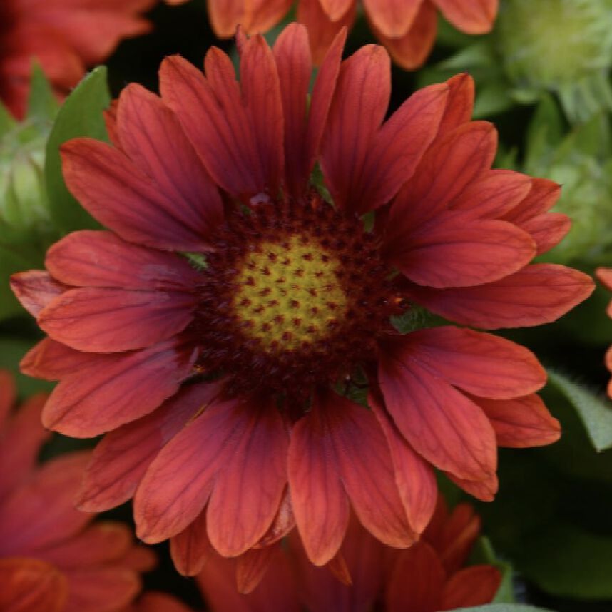 Mesa Red Gaillardia Urban Farmer